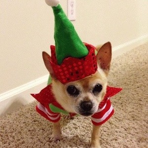 Fundraising Page: claudia mello